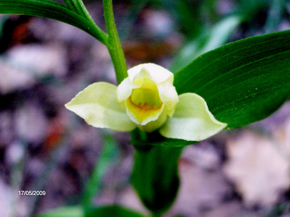 Cephalanthera damasonium